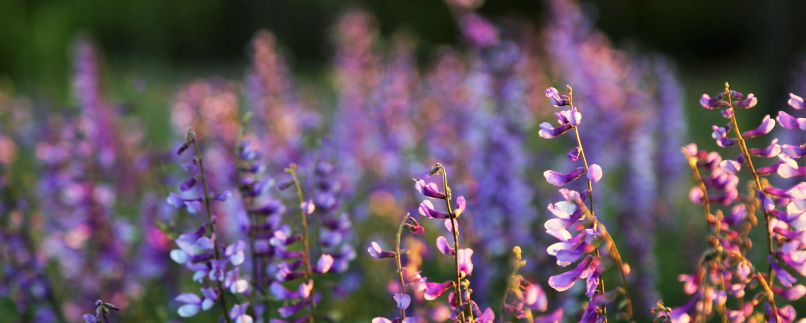 Purple Flower Background
